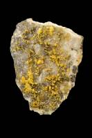 Mimetite jaune-orange (Hat Yai, Thaïlande)